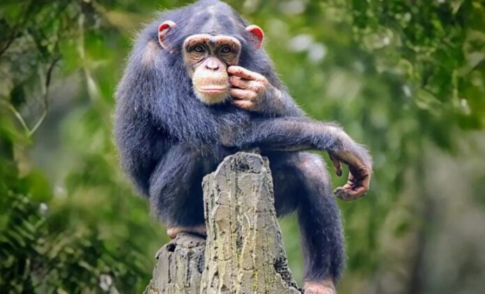 Apes can tell when humans don’t know something 