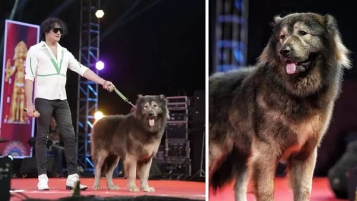World’s most expensive dog bought for £4.4m (₦8.67bn)