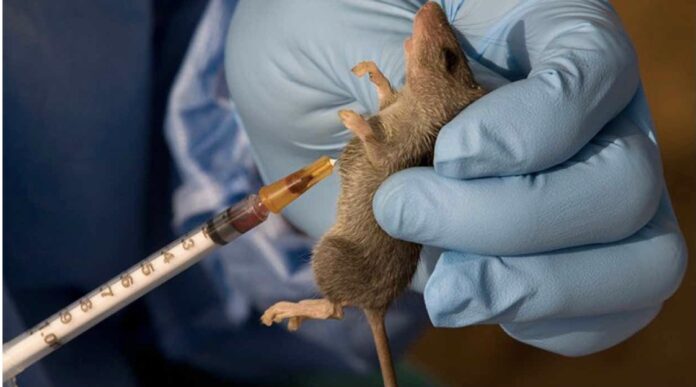NCDC heightens surveillance as UK returnee dies of Lassa fever