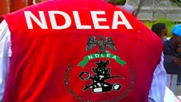 NDLEA raids Kano's notorious drug hotspots, arrests 22