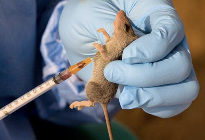 Ondo, Bauchi lead as NCDC confirms 660 Lassa Fever cases, 122 deaths nationwide