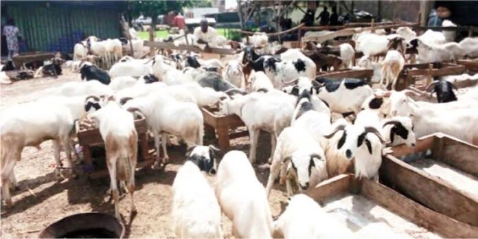 Police in Yobe search owners of 54 domestic animals recovered from thieves