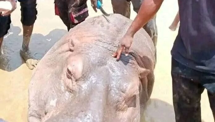Vigilante group kills rare hippo, sparks conservation concerns