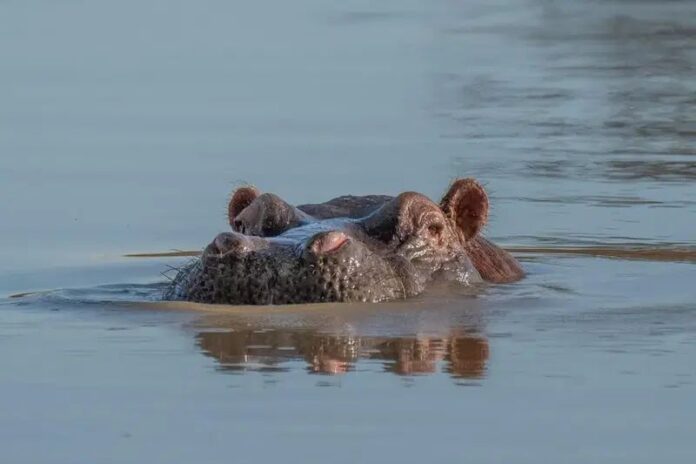 Hippo capsizes boat in Ivory Coast, 11 missing